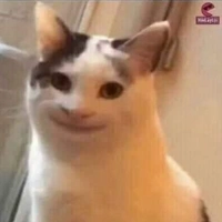 mèoIQ803906407(sốp nè)