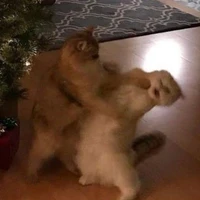 Trùm khu chợ cá
