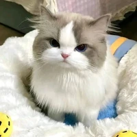 Sei