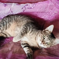 tg ko biết viết