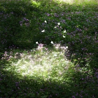 Camel _Hàng xóm_