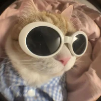 sứa cư tê
