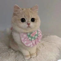 tất cả bé bot