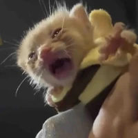 chuối (bn t/g mỏ hỗn)