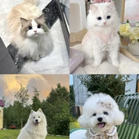 Bốn Đứa Con Tinh Thần