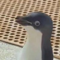 Bích Phượng - Tác giả💔