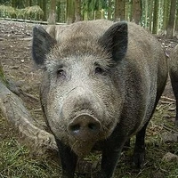 lợn rừng🐖🐖