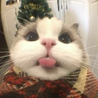 Đa Nhân Vật Nữ