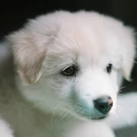 cục bông ( loki )