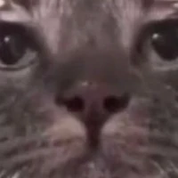 cư dân
