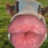 @xinloividagay