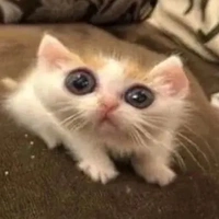 @kkkk