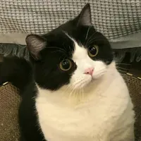 @mew_mew