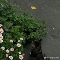 Mây - Mèo nhà Chi