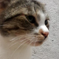 mèo ( mèo của chi xê )