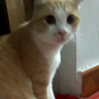 mèo ( phương mỹ chi)