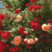 Rose_@𝘽𝙪𝙡𝙜𝙖𝙧𝙞𝙖