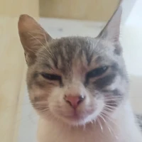 tác giả mồm lèo