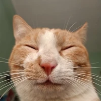 tác giả ko phải là les