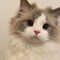 mimi