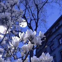 Triệu Mẫn (cốt iuu)