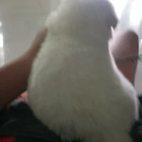 Nghiện Thích Ngọt.