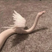 🐍Rắn Nhỏ Mọc Cánh 🪽
