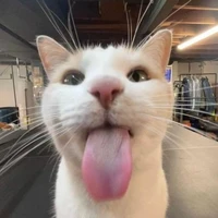 meow