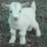 Wie//hệ thống 520