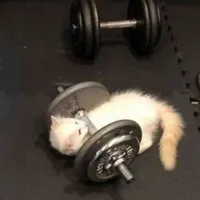 T/g cuteo phô mai que