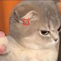 Cọc hết cả mèoo😾