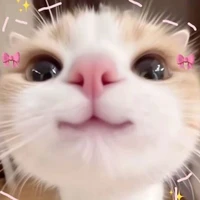 tg cute phô mai que