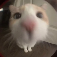 Kon Mèo Zô Tri [ Ck yew🐿️💞 ]