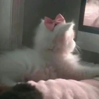 T/g _ Riin🐻✨💤