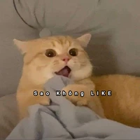 陈金银_t/g yêu BLTN_