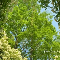 Thầy / cô