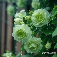 t/g phụ /Kayin/