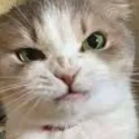 T/G [người bị ép viết chap]