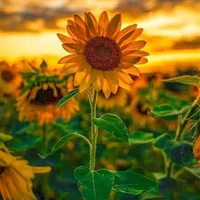 All hiha aut + hiha aut phản diện