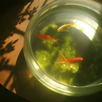 Hệ thống xênh gái