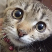 Đăng Khoa - Nhu Nhu ( nam chín