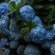 Giáo Viên _Nhiều_