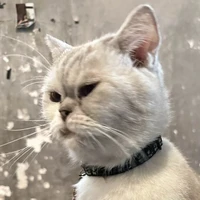 di dang ra chap nhanh lên😠