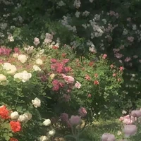 all nhân vật bất kì