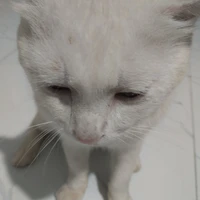 hệ thống ( Mika)