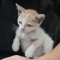 Mocha