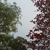 Tác giả chơi đồ