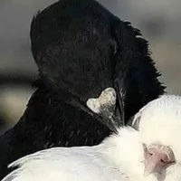 Raven(Before)