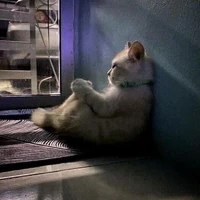 ???