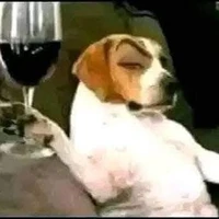 shipper toàn bị bom